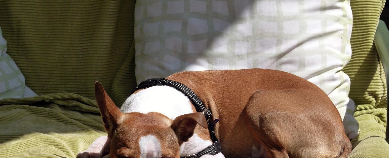 Tapczan czy kanapa sztruksowa? Modny i praktyczny wybór do salonu